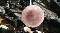 Pluteus longistriatus image