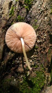 Pluteus longistriatus image