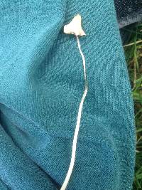 Conocybe apala image
