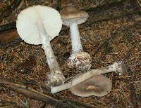 Amanita porphyria image