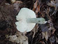 Russula modesta image