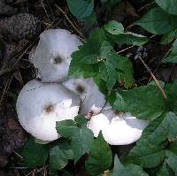 Agaricus pocillator image