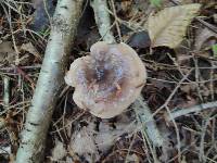 Lactarius mucidus image