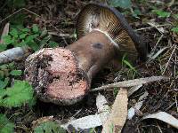 Russula nigricans image