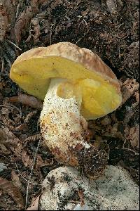 Boletus depilatus image