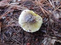 Tricholoma subsejunctum image