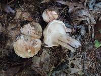 Tricholoma populinum image