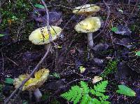 Russula postiana image