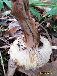 Inocybe rimosa image