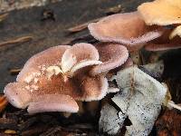 Lentinus strigosus image
