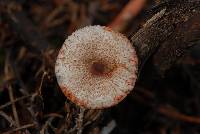 Lepiota flammeotincta image