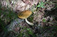 Boletus longicurvipes image