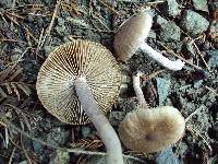 Inocybe griseolilacina image