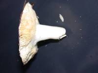 Russula murrillii image