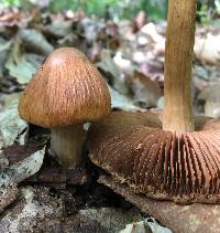 Cortinarius corrugatus image