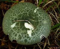 Russula parvovirescens image