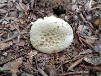 Amanita subsolitaria image