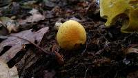 Cortinarius alboluteus image