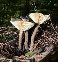 Lactarius lepidotus image