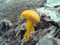 Aureoboletus auriflammeus image