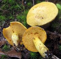 Suillus subaureus image