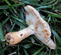 Russula pectinatoides image