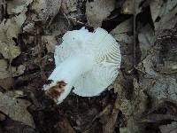 Russula ornaticeps image