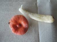 Russula praeumbonata image