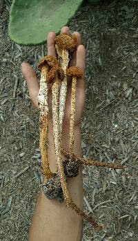 Battarrea phalloides image