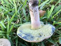 Caloboletus inedulis image
