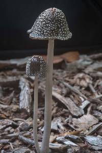 Coprinopsis picacea image