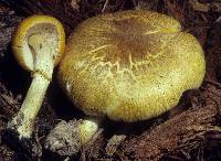 Pluteus mammillatus image