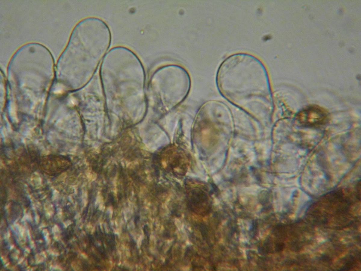 Naucoria salicis image