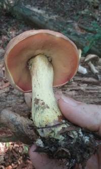 Boletus subluridellus image