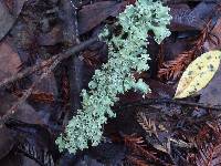 Parmotrema reticulatum image