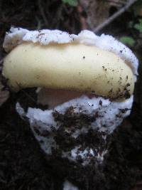 Amanita vernicoccora image