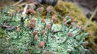 Cladonia peziziformis image