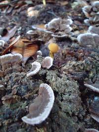 Hexagonia hydnoides image