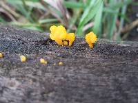 Dacryopinax spathularia image
