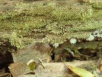 Ceratiomyxa fruticulosa var. fruticulosa image
