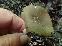 Helvella solitaria image