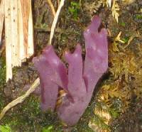 Clavaria zollingeri image