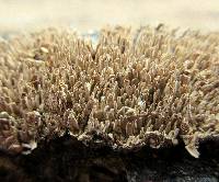 Hydnoporia olivacea image
