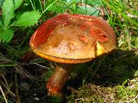 Boletus luridus image