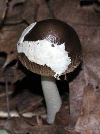 Amanita sect. Vaginatae image