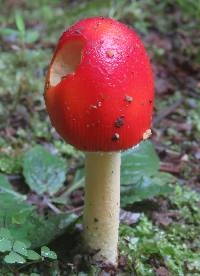 Amanita parcivolvata image