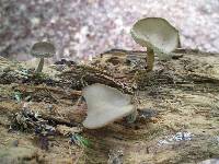 Helvella macropus image