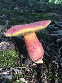 Boletus pallidoroseus image