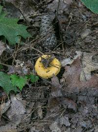 Cantharellus septentrionalis image