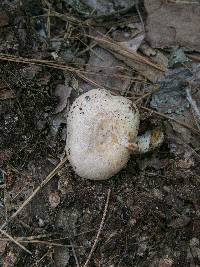 Lactarius chrysorrheus image